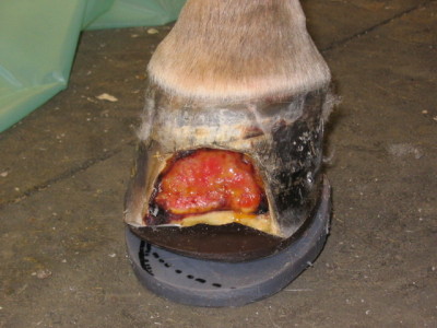 Shoeing System