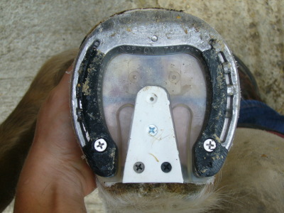 Shoeing System